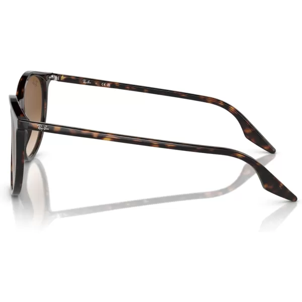 RayBan Rb2204 Round SunglassesHavanaClear Gradient Brown