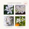 imageLA JOLIE MUSE Champs de Tuberose Scented Candle Gardenia Candles Gifts for Women Ylang Ylang Candles for Home Scented Natural Wax Candle 75 Hours Long BurningChamps de Tuberose