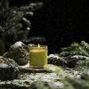 imageLA JOLIE MUSE Tomato ampamp Vine Scented Candle Luxury Candles Gifts for Women Spring Candles for Home Scented Natural Soy Wax Candle 6 oz 40 Hours BurnStarlit Golden Fir