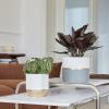 imageLA JOLIE MUSE White Ceramic Flower Pot Garden Planters 67  54 Inch Indoor Plant Containers in a Marble Ink Pattern with Gold and Grey DetailingWhite  Gold  Grey